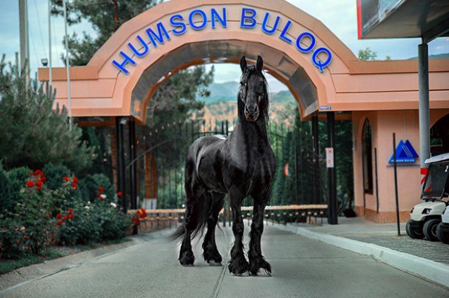 HUMSON-BULOQ